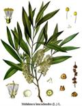 narrow-leaved tea-tree